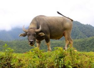 Nằm mơ thấy trâu đánh con gì?